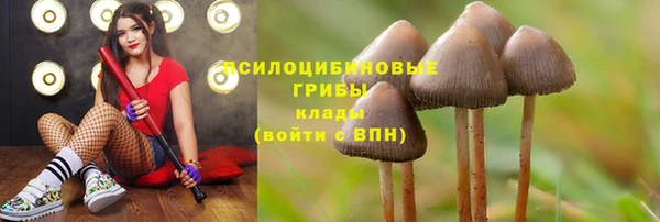 хмурый Абаза